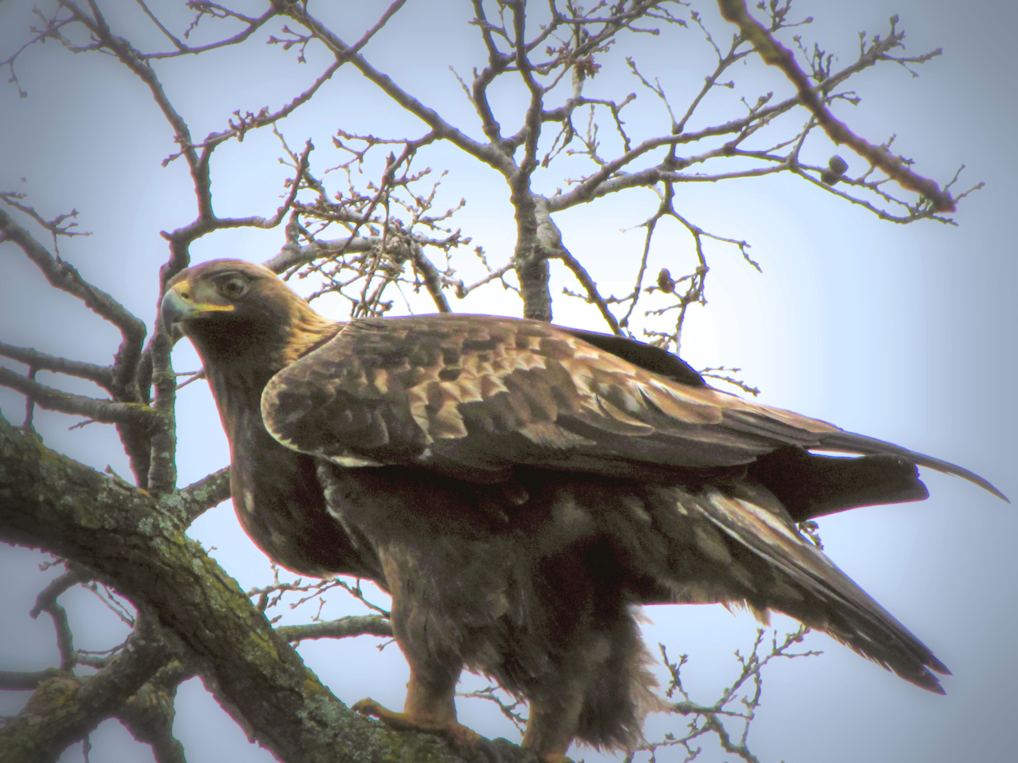 Golden Eagle of Northern California | Shutterbug